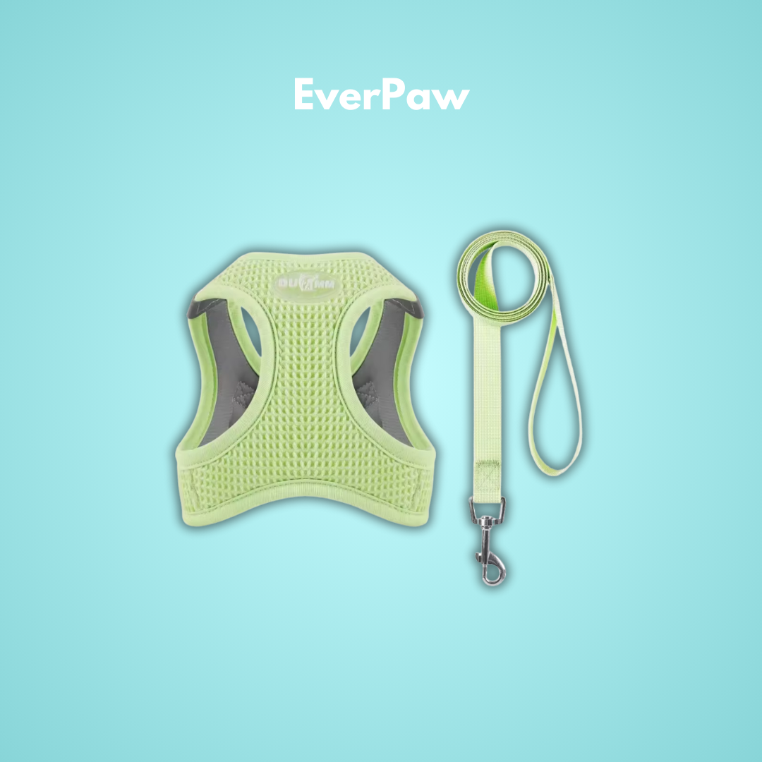 EverPaw: Mach eure Spaziergänge zu einem Highlight