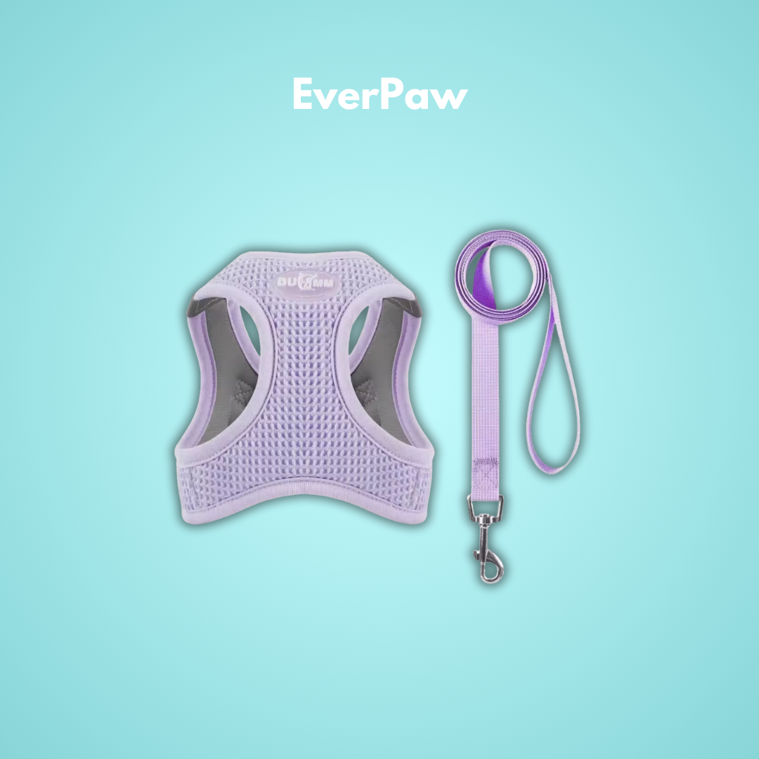 EverPaw: Mach eure Spaziergänge zu einem Highlight