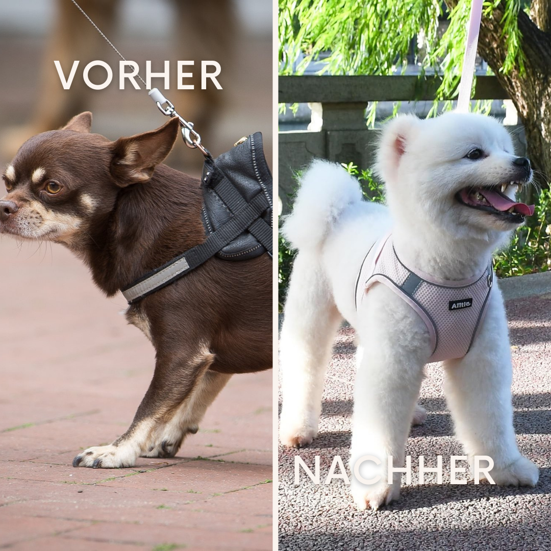 EverPaw: Mach eure Spaziergänge zu einem Highlight