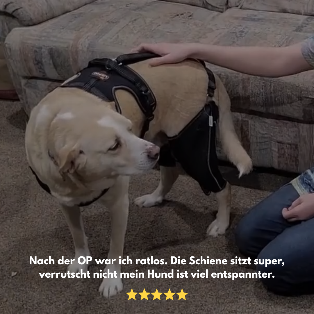 PawHeal Pro: Die Schiene, die Schmerzen lindert.