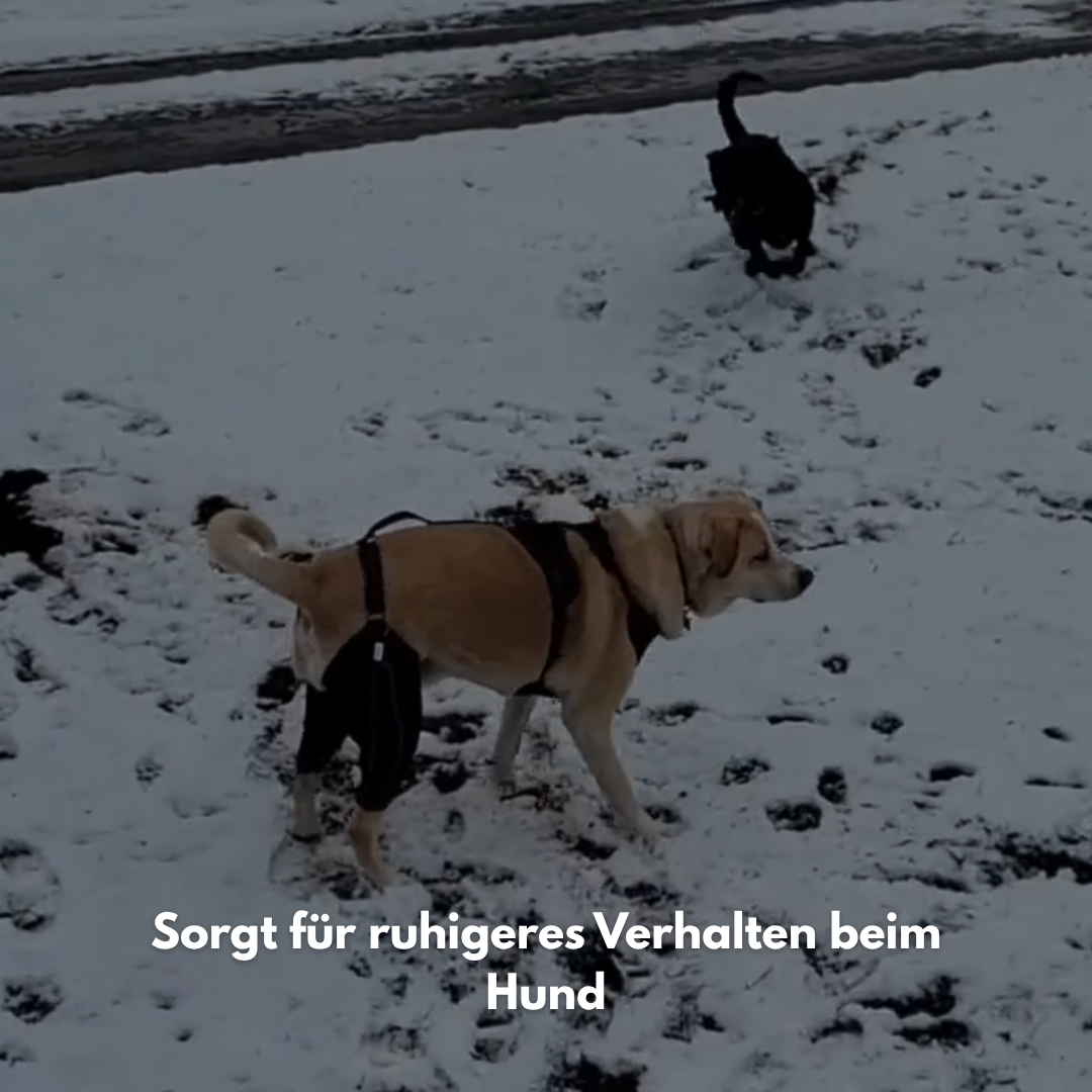 PawHeal Pro: Die Schiene, die Schmerzen lindert.