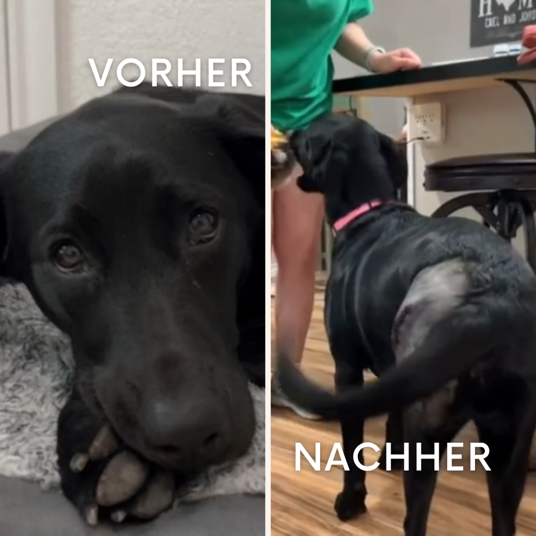 PawHeal Pro: Die Schiene, die Schmerzen lindert.