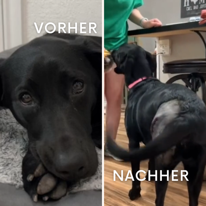 PawHeal Pro: Die Schiene, die Schmerzen lindert.