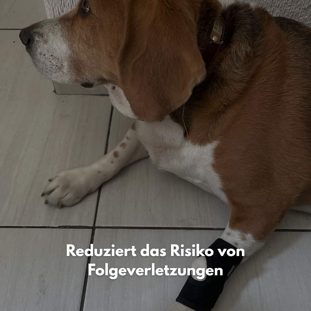 FlexiPaw: Die Gelenkbandage für dein Vierbeiner