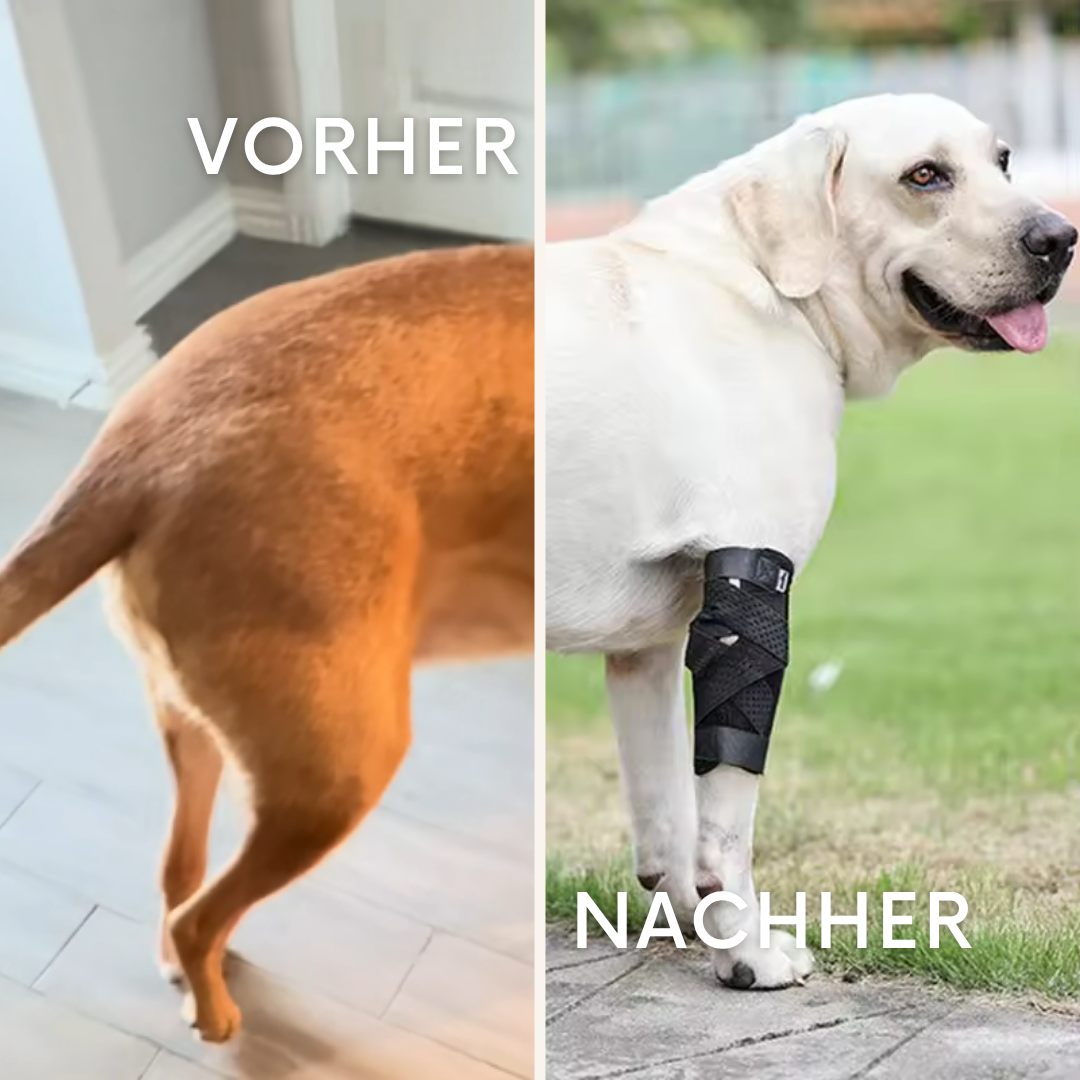 FlexiPaw: Die Gelenkbandage für dein Vierbeiner