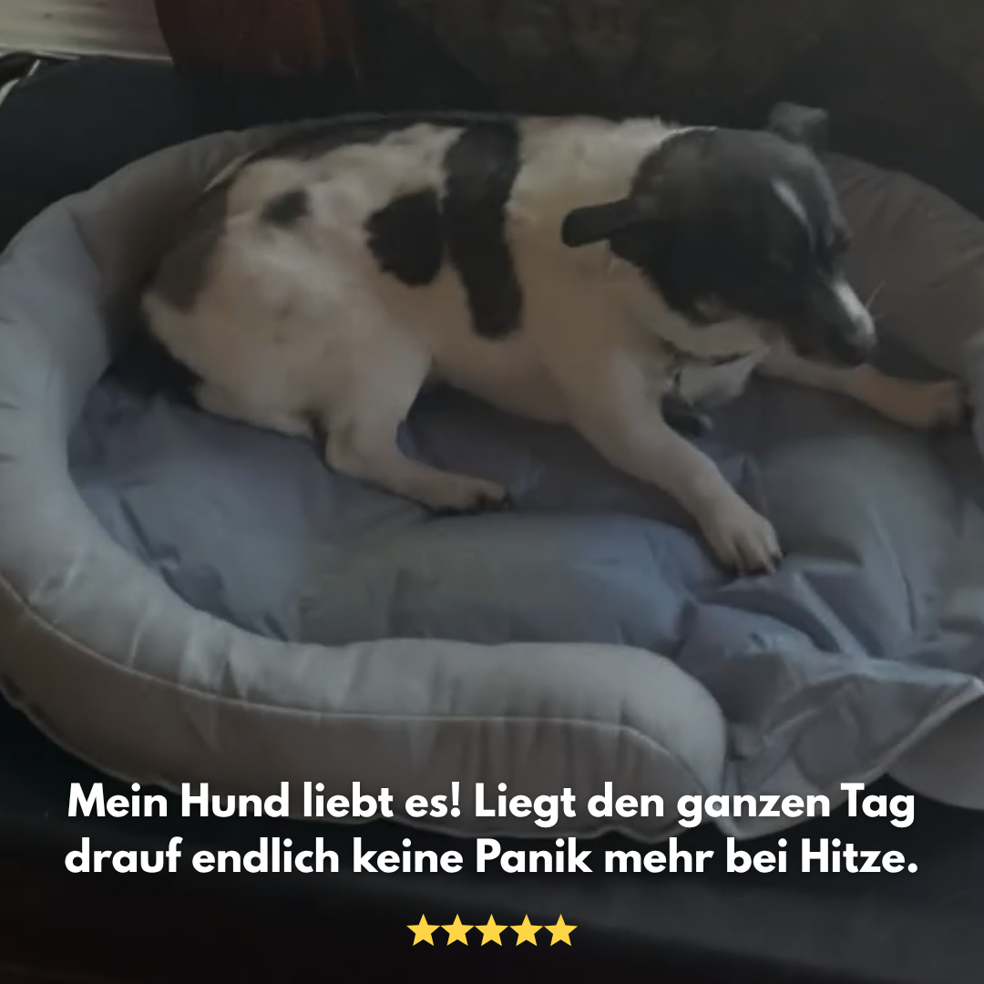 PawBreeze: Die Sommer Oase für dein Fellnase