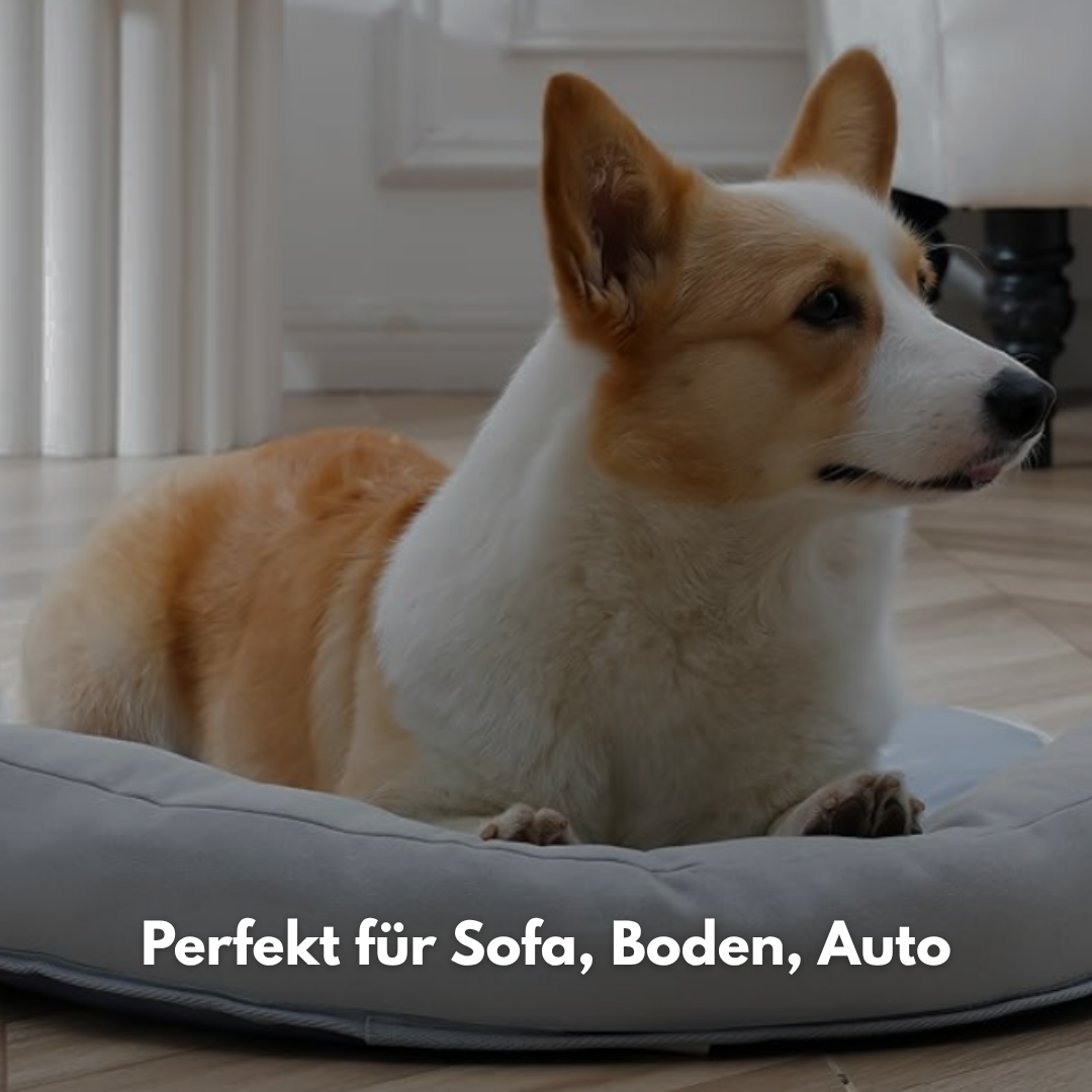 PawBreeze: Die Sommer Oase für dein Fellnase