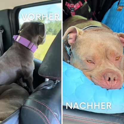 PawBreeze: Die Sommer Oase für dein Fellnase