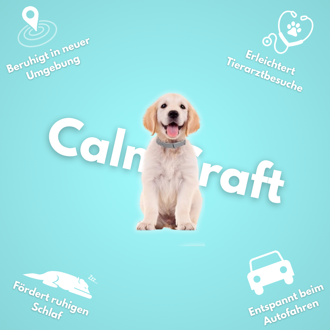 CalmCraft: Beruhigendes Hundehalsband