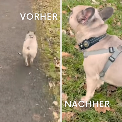 SafePaw: Mehr als ein Halsband