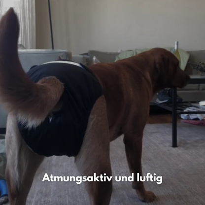 SnugTail: Schutz und Komfort in der Läufigkeit