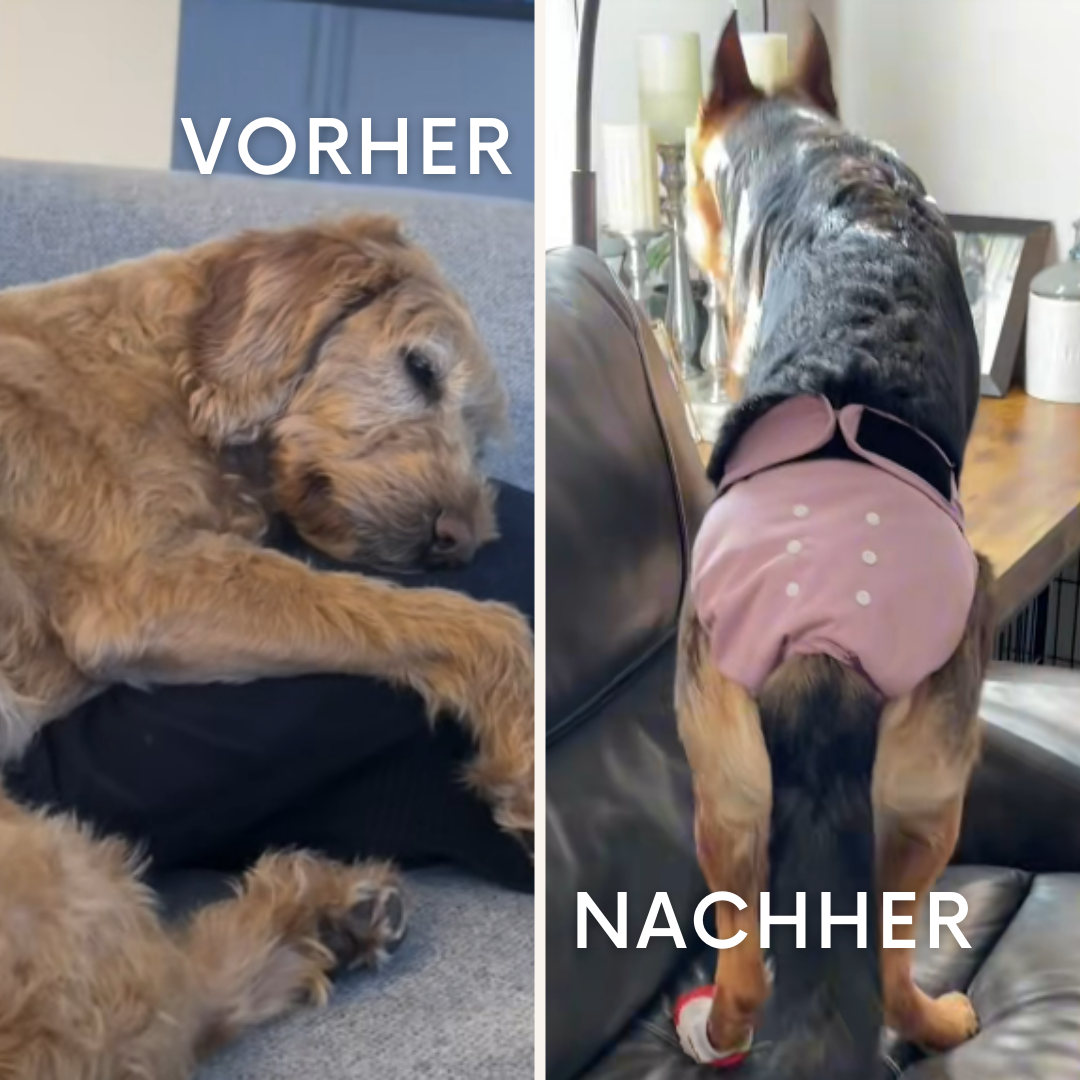 SnugTail: Schutz und Komfort in der Läufigkeit