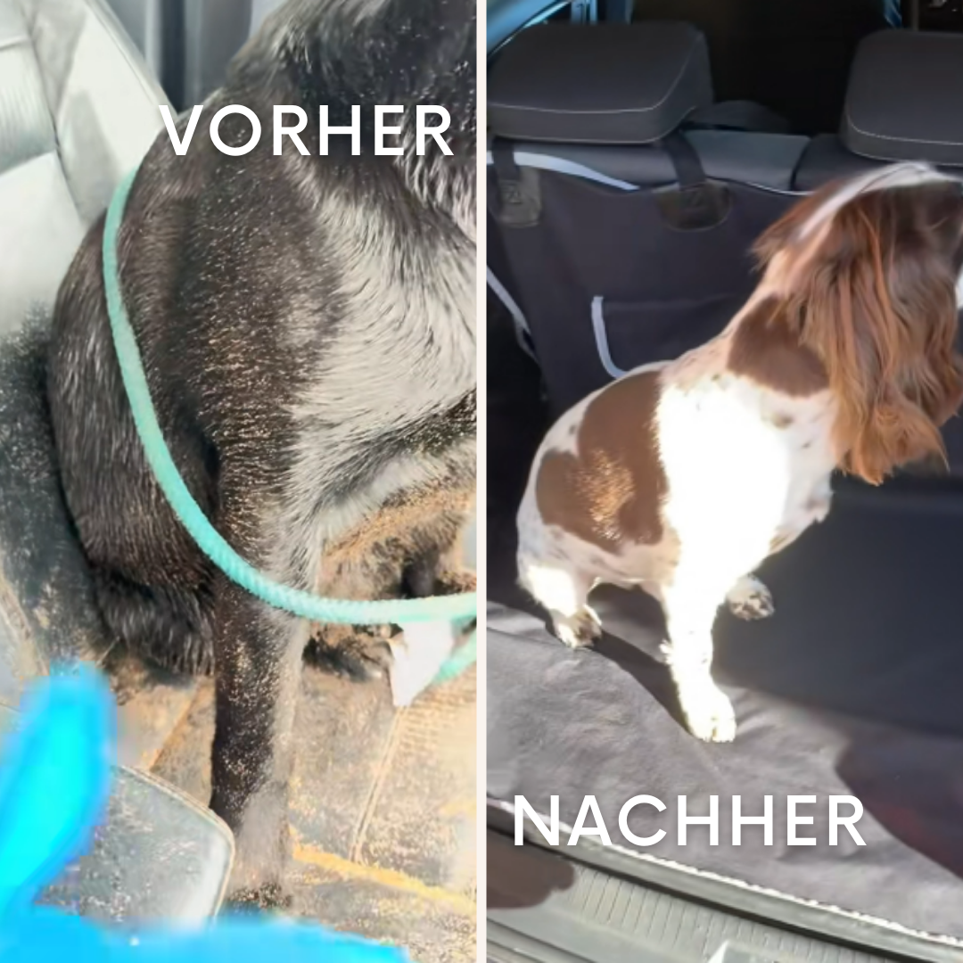 FurGuard: Hundeschutz fürs Auto