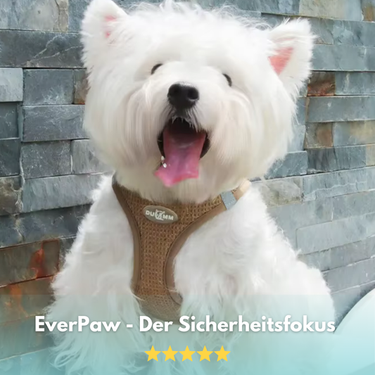 EverPaw: Mach eure Spaziergänge zu einem Highlight