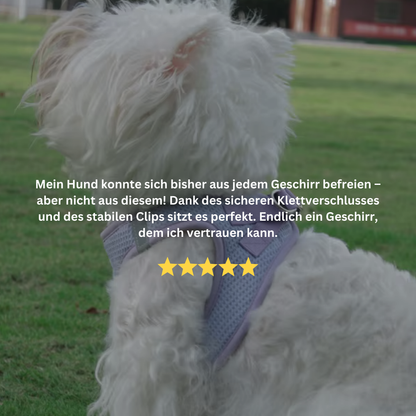 EverPaw: Mach eure Spaziergänge zu einem Highlight
