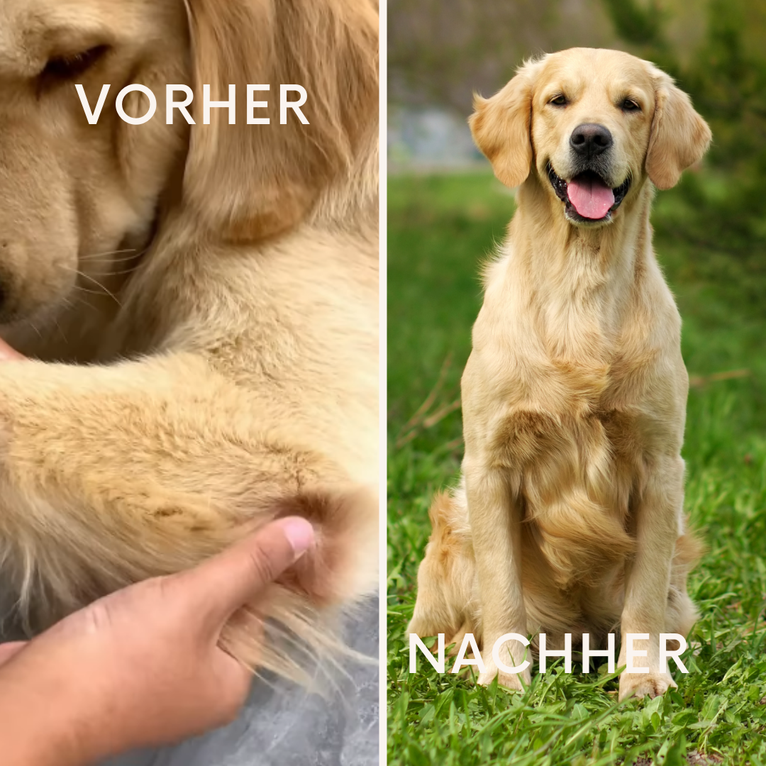 PawFlex